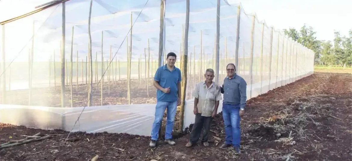 A nova era da agricultura familiar em Lidianópolis: estufas modernas para tomates